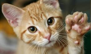 gatto_zampa_alzata